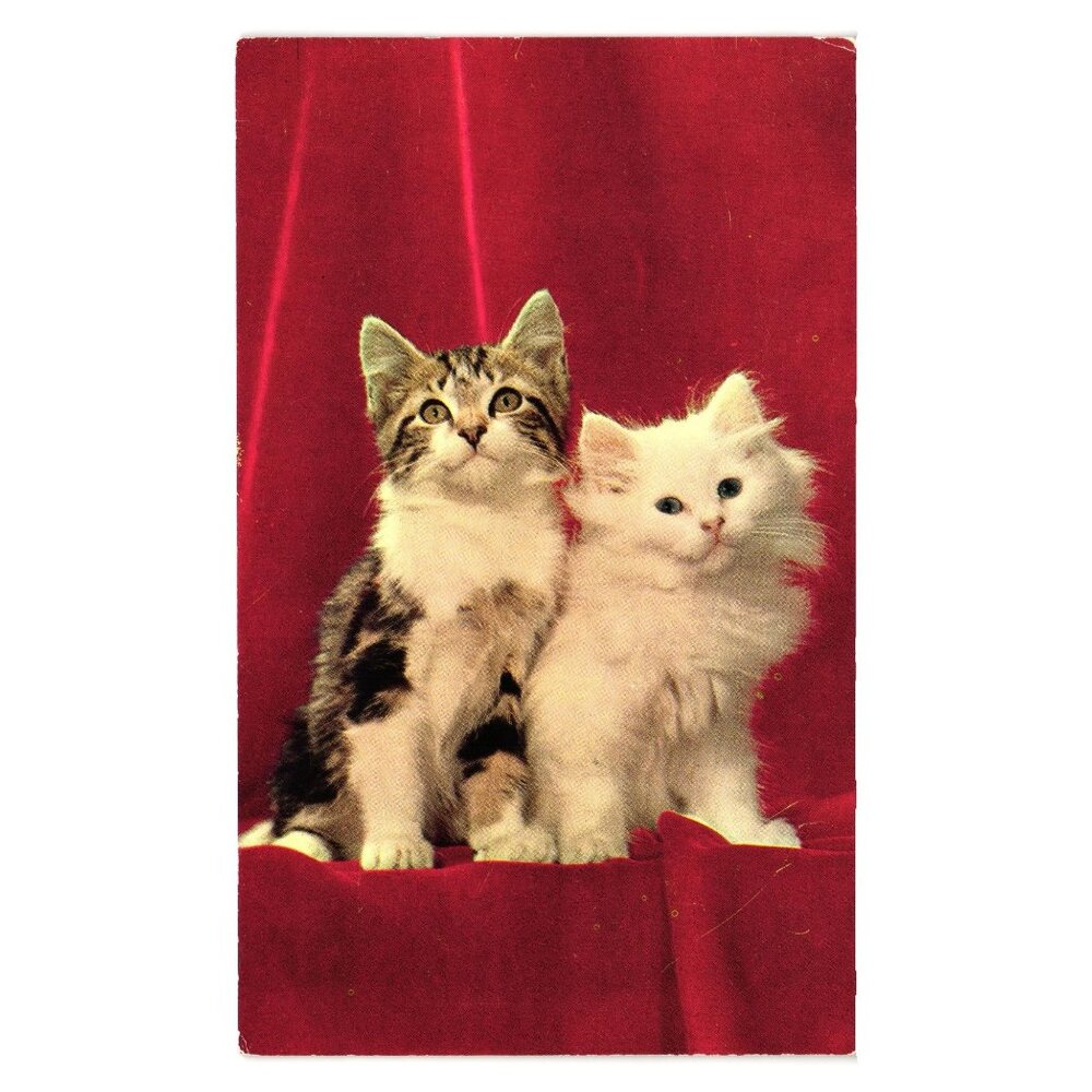 High Society Cats Postcard Colourpicture Publishers Boston USA Vintage P16401